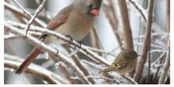 no heat (cardinal)